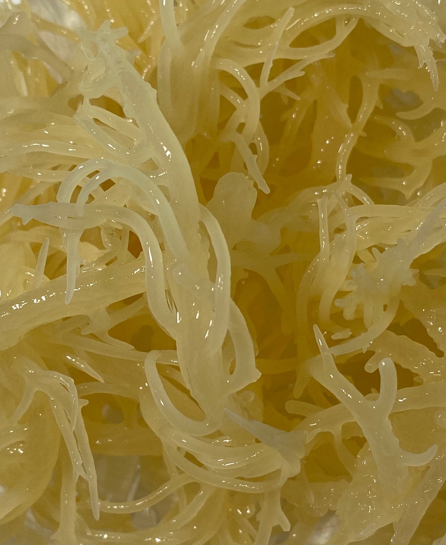 TREE OF SABA® Golden Sea Moss Gel