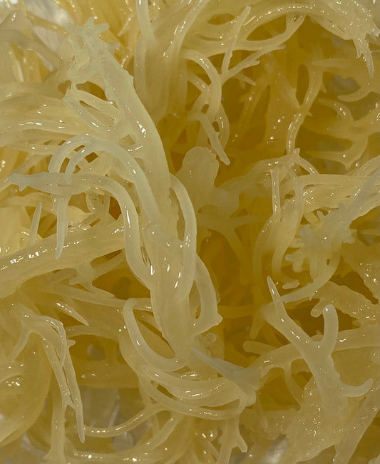 TREE OF SABA® Golden Sea Moss Gel (370 ml)